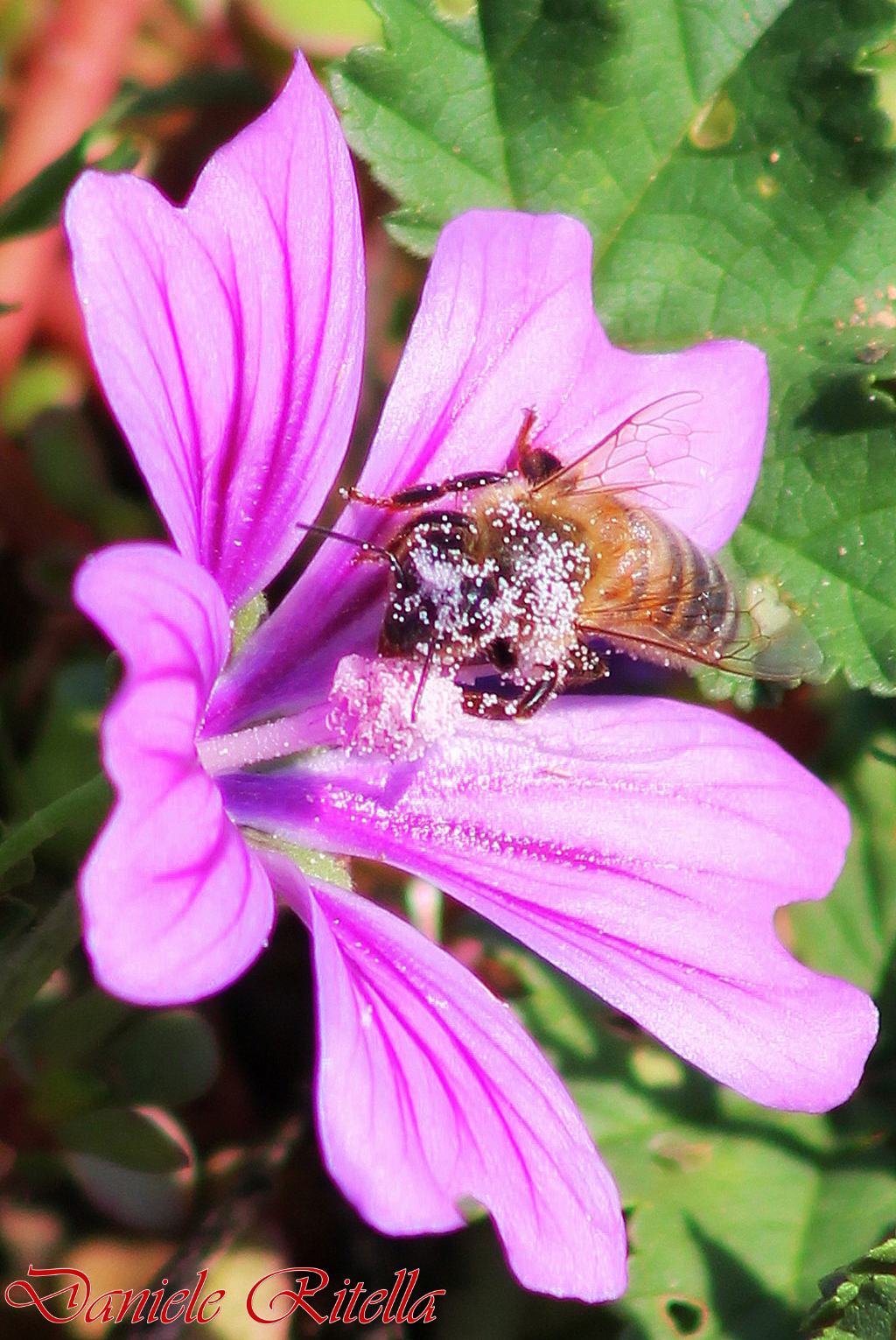 Malva cfr.sylvestris